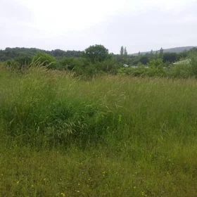 In Ismayilli nan acre land is for sale - Image 4