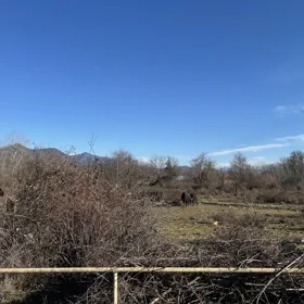In Gabala nan acre land is for sale - Image 5