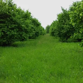 In Zagatala nan acre land is for sale - Image 2