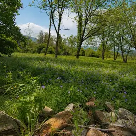 In nan nan acre land is for sale - Image 5