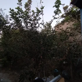 In Khirdalan 200.0 m² house with 5.0 rooms is for sale - Image 8