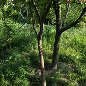 In Gabala 15.0 m² house with 4.0 rooms is for sale - Image 10