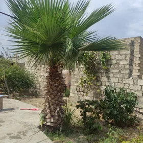 In Xəzər rayonu nan acre land is for sale - Image 4