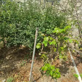 In Xəzər rayonu nan acre land is for sale - Image 5
