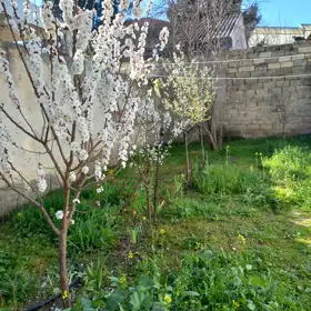 In Binəqədi rayonu 80.0 m² house with 3.0 rooms is for sale - Image 7