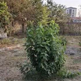 In Sheki nan acre land is for sale - Image 6