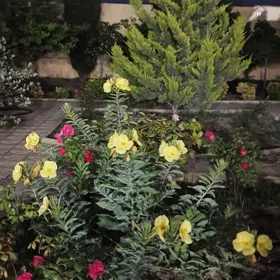 In Pirallahı rayonu 200.0 m² house with 5.0 rooms is for sale - Image 2