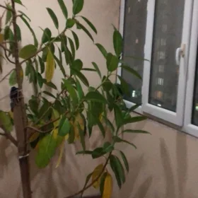 In Baku 65.0 m² apartment is for rent - Image 9