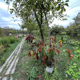 In nan nan acre land is for sale - Image 4
