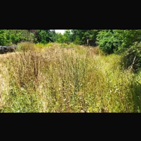 In Masalli nan acre land is for sale - Image 2