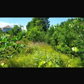 In Masalli nan acre land is for sale - Image 3