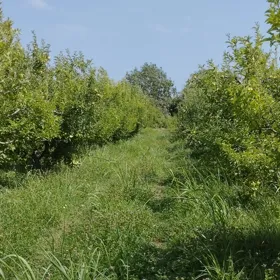 In nan nan acre land is for sale - Image 2