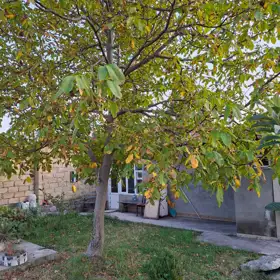 In Sheki nan acre land is for sale - Image 8