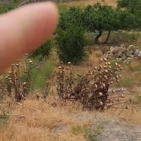 In Sabunçu rayonu nan acre land is for sale - Image 2