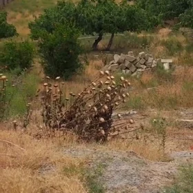In Sabunçu rayonu nan acre land is for sale - Image 3